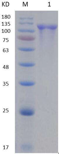 12% SDS-PAGE analysis profiles of purified NTHI0354-26-1000 (CBB stained)
